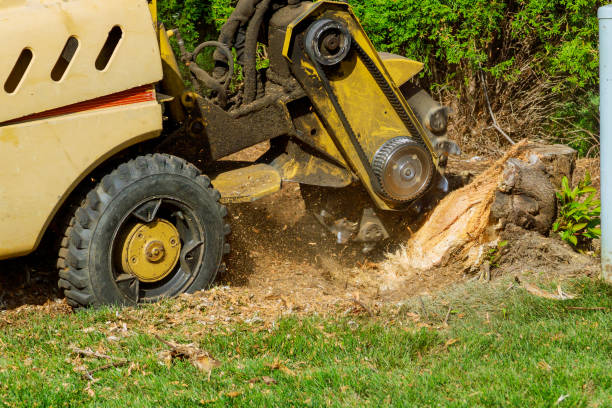 Tree Service Company in Jacksonville, NC